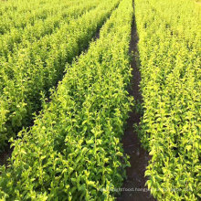 High Life Black Goji Berry Young Seedlings